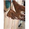 Image 3 : Nice Double Shovel Set Of Caribou Antlers On Plaque