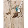 Image 4 : Nice Double Shovel Set Of Caribou Antlers On Plaque