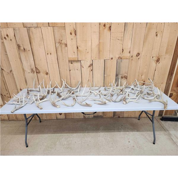 28.7 Lbs Of Whitetail Shed Antlers