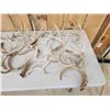 Image 2 : 28.7 Lbs Of Whitetail Shed Antlers