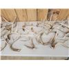 Image 3 : 28.7 Lbs Of Whitetail Shed Antlers