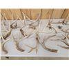 Image 4 : 28.7 Lbs Of Whitetail Shed Antlers