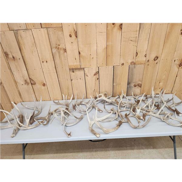 35.8 Lbs Of Whitetail Shed Antlers
