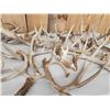 Image 3 : 35.8 Lbs Of Whitetail Shed Antlers