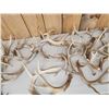 Image 4 : 35.8 Lbs Of Whitetail Shed Antlers