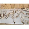 Image 5 : 35.8 Lbs Of Whitetail Shed Antlers