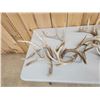 Image 6 : 35.8 Lbs Of Whitetail Shed Antlers