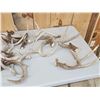 Image 2 : 33.9 Lbs Of Whitetail Antlers