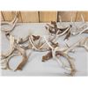 Image 3 : 33.9 Lbs Of Whitetail Antlers