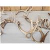 Image 4 : 33.9 Lbs Of Whitetail Antlers