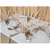 Image 5 : 33.9 Lbs Of Whitetail Antlers