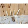 Image 7 : 33.9 Lbs Of Whitetail Antlers