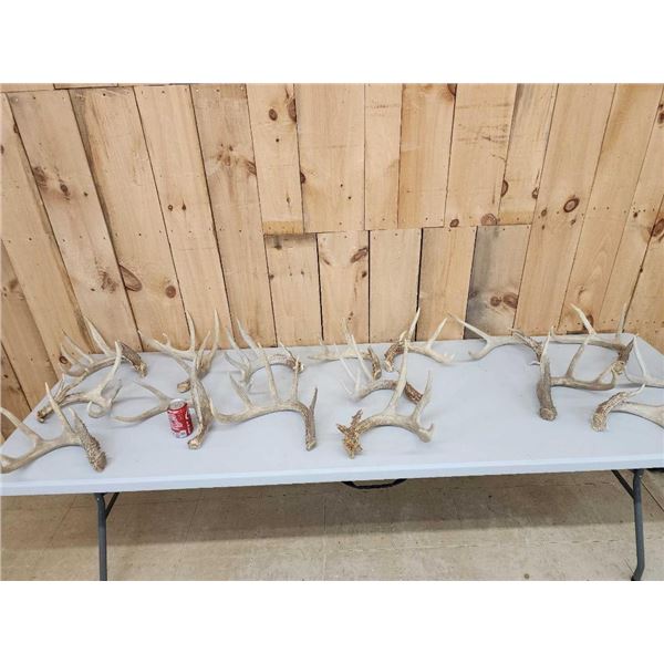 25.3 Lbs Of Whitetail Shed Antlers