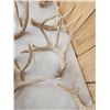 Image 6 : 25.3 Lbs Of Whitetail Shed Antlers