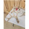 Image 9 : 25.3 Lbs Of Whitetail Shed Antlers