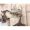 Image 10 : Historic Boone & Crockett Record Book Locked Whitetails Taxidermy Mount