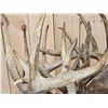 Image 14 : Historic Boone & Crockett Record Book Locked Whitetails Taxidermy Mount