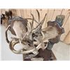 Image 16 : Historic Boone & Crockett Record Book Locked Whitetails Taxidermy Mount