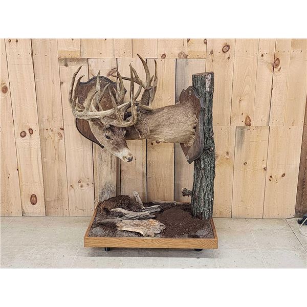 Historic Boone & Crockett Record Book Locked Whitetails Taxidermy Mount