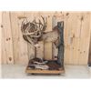Image 1 : Historic Boone & Crockett Record Book Locked Whitetails Taxidermy Mount