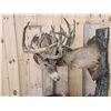 Image 2 : Historic Boone & Crockett Record Book Locked Whitetails Taxidermy Mount