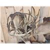 Image 3 : Historic Boone & Crockett Record Book Locked Whitetails Taxidermy Mount
