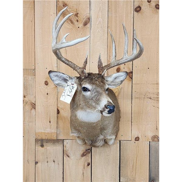 Extra Nice 6x5 Whitetail Shoulder Mount Taxidermy