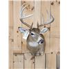 Image 1 : Extra Nice 6x5 Whitetail Shoulder Mount Taxidermy