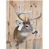 Image 2 : Extra Nice 6x5 Whitetail Shoulder Mount Taxidermy