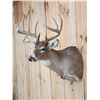 Image 3 : Extra Nice 6x5 Whitetail Shoulder Mount Taxidermy