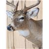Image 4 : Extra Nice 6x5 Whitetail Shoulder Mount Taxidermy