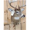 Image 5 : Extra Nice 6x5 Whitetail Shoulder Mount Taxidermy
