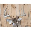 Image 6 : Extra Nice 6x5 Whitetail Shoulder Mount Taxidermy