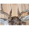 Image 7 : Extra Nice 6x5 Whitetail Shoulder Mount Taxidermy