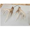 Image 10 : 4 Sets Of Whitetail Shed Antlers