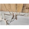 Image 3 : 4 Sets Of Whitetail Shed Antlers