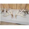 Image 4 : 4 Sets Of Whitetail Shed Antlers