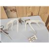 Image 7 : 4 Sets Of Whitetail Shed Antlers