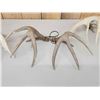 Image 8 : 4 Sets Of Whitetail Shed Antlers