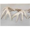 Image 9 : 4 Sets Of Whitetail Shed Antlers