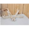 Image 2 : 3 Sets Of Whitetail Shed Antlers