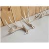 Image 5 : 3 Sets Of Whitetail Shed Antlers