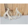Image 7 : 3 Sets Of Whitetail Shed Antlers