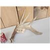 Image 2 : Heavy Mass Whitetail Shed Antlers