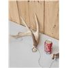 Image 4 : Heavy Mass Whitetail Shed Antlers