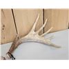 Image 2 : Cool Little Palmated Set Of Whitetail Shed Antlers