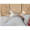 Image 3 : Cool Little Palmated Set Of Whitetail Shed Antlers