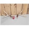 Image 1 : Main Frame 5x5 Whitetail Shed Antlers