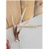 Image 2 : Main Frame 5x5 Whitetail Shed Antlers