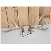 Image 1 : High 150 Class Whitetail Shed Antlers